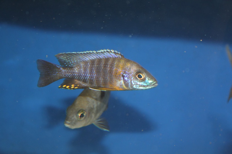 Aulonocara saulosi 'Likoma Island'